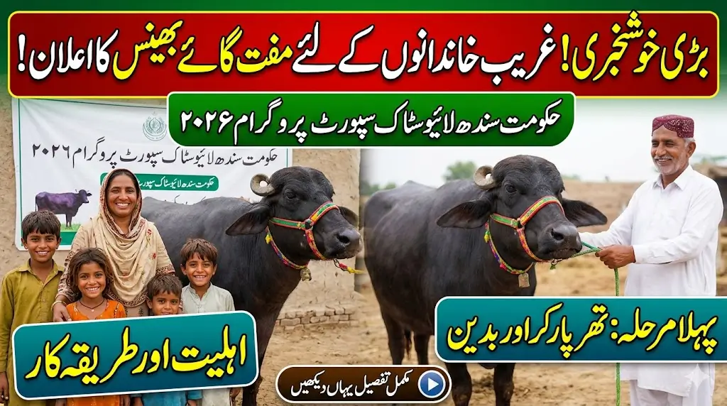 Sindh Government’s New Livestock Support Program 2026: Free Milk Animals for Poor Families – Eligibility, Districts & How Selection Will Work